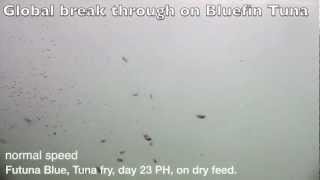 BLUEFIN TUNA aquaculture spain