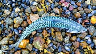 Makrillin kalastusta Norjassa, kevyellä setillä. fishing in Norway 2016