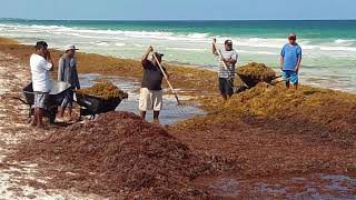Sargazo en el Caribe Mexicano. Tulúm.