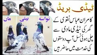 My favourite teddy Pigeons from one awesome female