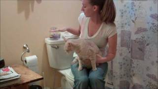 HOW TO POTTY TRAIN YOUR CAT