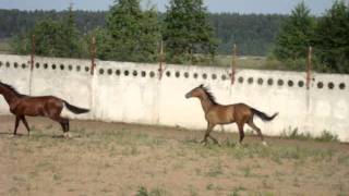 ООО "Ахалтекинец" Продажа ахалтекинских лошадей.Sales of Akhal-Teke horses http://akhaltekellc.com