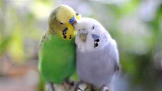 My Budgies in love (50mm lens)