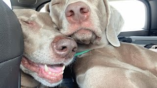 Dog had a rough start in life. But she can't help love everyone.