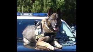 Newport Police Dept., Oregon K-9 Eyan Retires