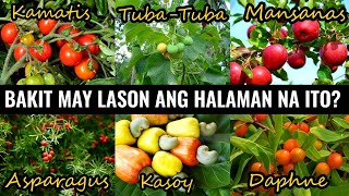 Nakakalason na Parte ng Prutas o Halaman  | Poisonous Parts of Fruit /Plant | Historya