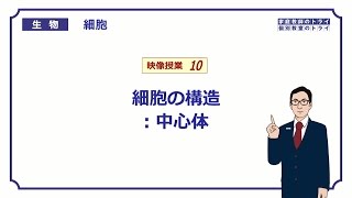 【高校生物】　細胞10　中心体（１４分）