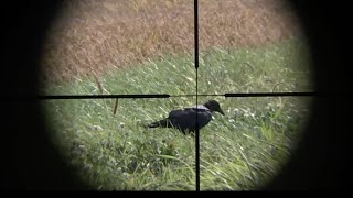 閲覧注意  有害駆除  空気銃でのカラス駆除