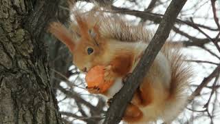 Кормлю двух очень похожих белок / I feed two very similar squirrels