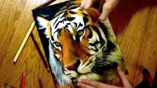 Realistic Colored Pencil Drawing of a Tiger