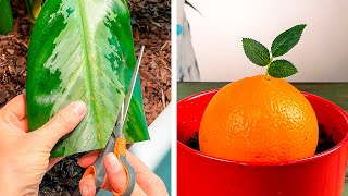 Brilliant plant growing tricks and hacks