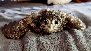 Мочим маленькую сову, ждём дождь для большой совы. Подмокшая малая авиация