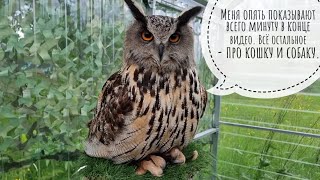 Кошка Морошка помогла сделать шнурочек для адресника Пса Кубика, пока Сова Ёлка на качелях мокла