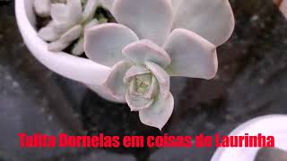 O que aconteceu com minha Graptoveria Titubans