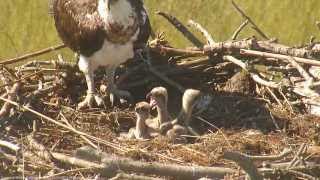 Osprey Sibling Rivalry - 7-10 days old