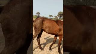 Naliya mandvi Gujarat