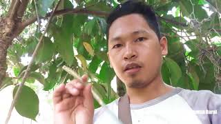 Panen Madu Trigona 1 koloni 350ml (dokumentasi 15 agustus 2018) Peternak Kelulut Kalimantan Barat