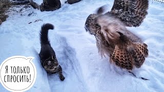 Редкая птица на кормушке. Примороженная сова Ёль в недовольном настроении