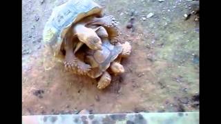 turtle says WOW during secks
