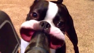 Pets Discovering The Joy Of Vacuums