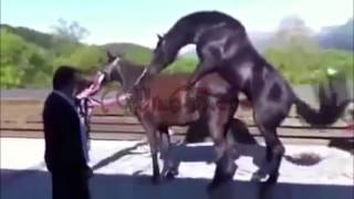 Multiple Horses Mating Together