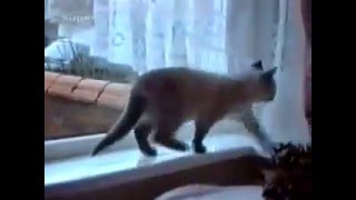 Самые смешные видео с животными.flv