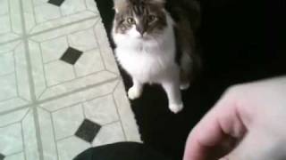 Cute cat wants treats