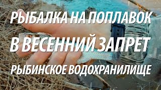 ЛОВЛЯ ПЛОТВЫ ВЕСНОЙ НА ПОПЛАВОЧНУЮ УДОЧКУ. РЫБАЛКА В ВЕСЕННИЙ ЗАПРЕТ НА РЫБИНСКОМ ВОДОХРАНИЛИЩЕ