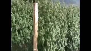 Maline-Radojkove