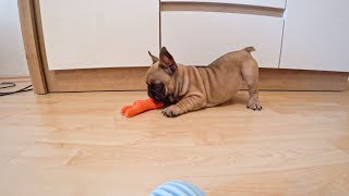 Французский бульдог Добрыня! Маленький щенок / French bulldog Dobby