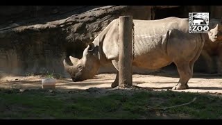 Prepping to Move a Black Rhino - Cincinnati Zoo