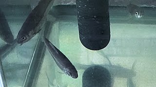 ホンモロコ　Gnathopogon caerulescens