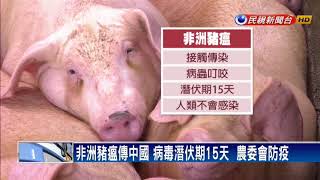 無藥可醫！非洲豬瘟傳中國  農委會積極防疫－民視新聞