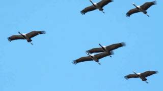 'Zhuravli' - Cranes