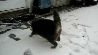 Cat shaking off Snow