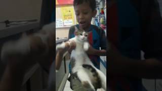 Kucing lagi nyayi lagu pokemon