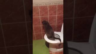 Кот кайфует на унитазе!!! Смешно до слёз!!!)))