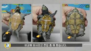 커먼머스크 성별구별과 신체검사 - 음악과 함께하는 [내맘대로 물생활]
