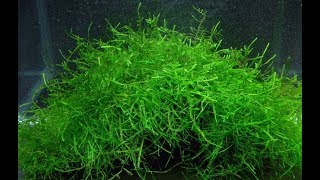 Семена с AliExpress Яванский мох и Glossostigma Hemianthus Callitrichoides