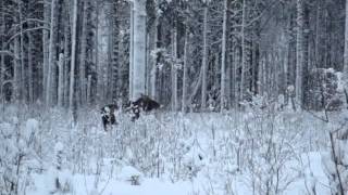 Moose. Лось. Январь 2013г.