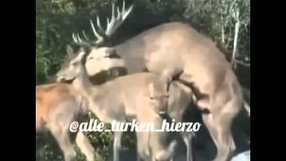 Dierensex (Turks Muziek)