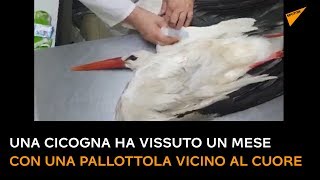 Una cicogna ha vissuto un mese con una pallottola vicino al cuore