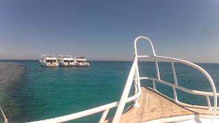 Dolphin House Snorkeling Tour, redseavibes.com