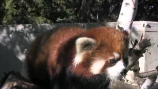 Red panda debuts