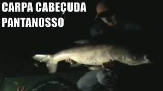 Carpa Cabeçuda - Pesqueiro Pantanosso