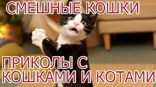 Коты веселятся.  Смешные кошки,  приколы с кошками