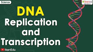DNA replication | Learn About the Replication and Transcription of DNA (Deoxyribonucleic acid)