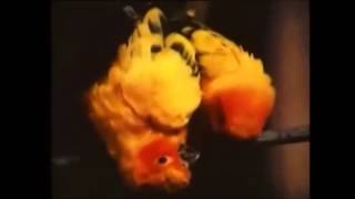 Parrot Mating Documentary