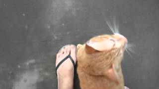Friendly stray cat doesn't let me go home