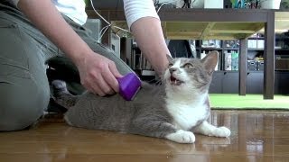 ふわふわ祭り - Fluffy Cats -